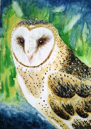 About Training. Barn owl